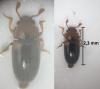Dacne bipustulata
